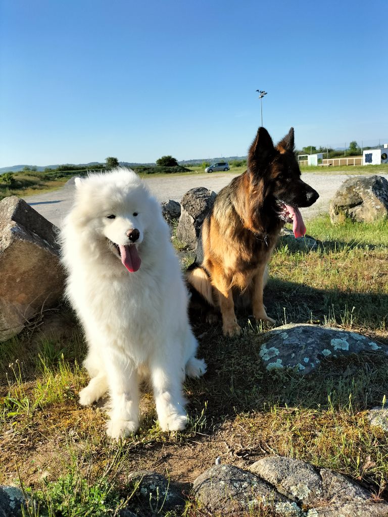 Shakira Du Domaine Des Princes Des Neiges